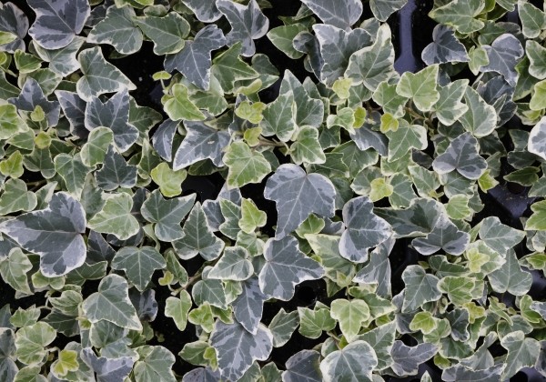 Hedera helix White Wonder (XXL)