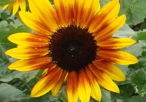 Helianthus annuus Merida Compact Bicolor