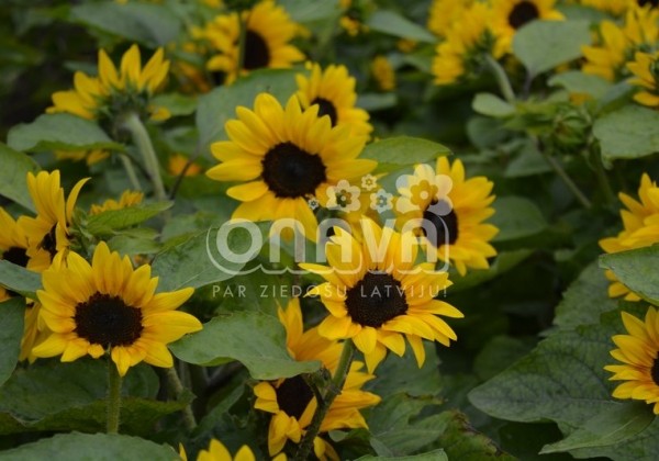 Helianthus annuus Merida Compact Yellow