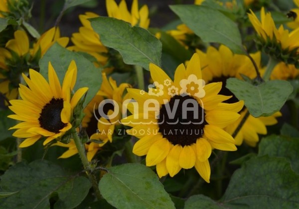 Helianthus annuus Merida Compact Yellow