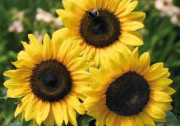 Helianthus annuus Banjo