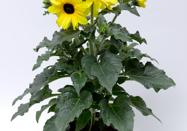 Helianthus annuus Sunfinity