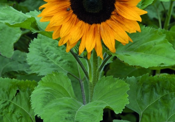 Helianthus annuus Inara Copper