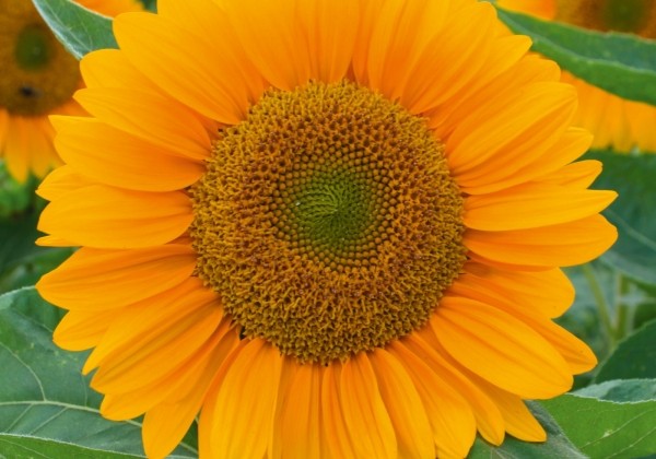Helianthus annuus Sunrich Gold