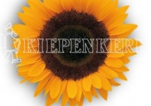 Helianthus annuus Sunrich Orange