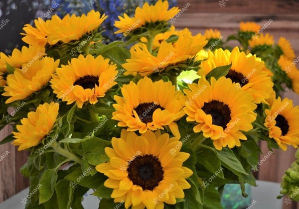 Helianthus annuus Vincent's Choice