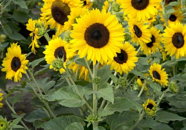 Helianthus annuus Dancing Sun