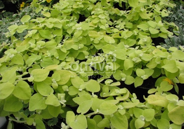 Helichrysum petiolare Gold