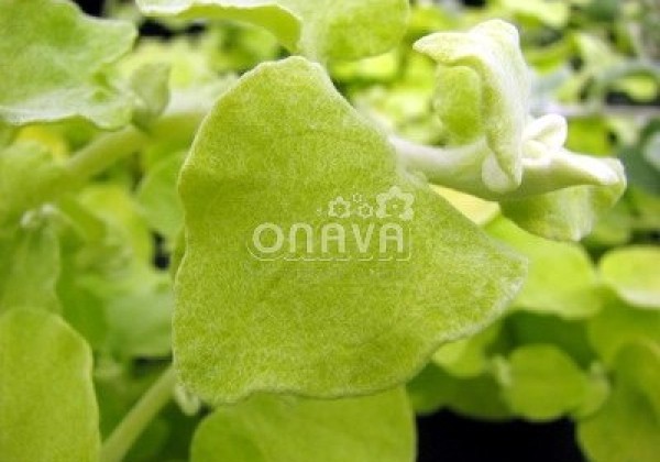 Helichrysum petiolare Gold