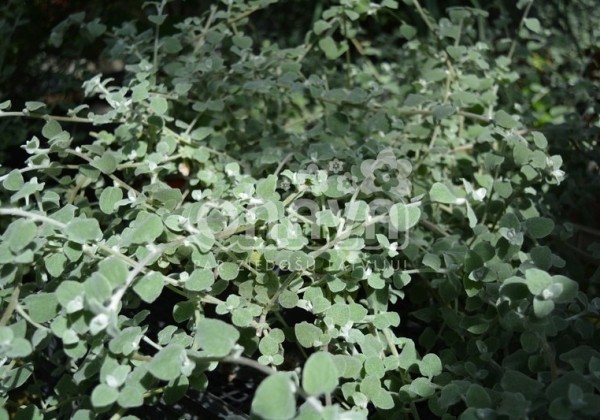 Helichrysum petiolare Silver