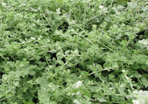 Helichrysum petiolare Nana Silver