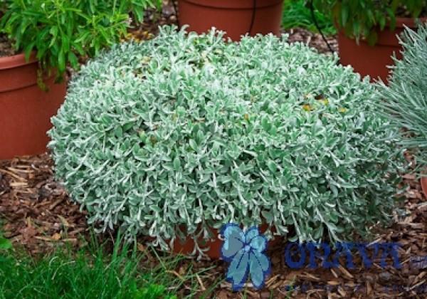 Helichrysum petiolare Moes Silver