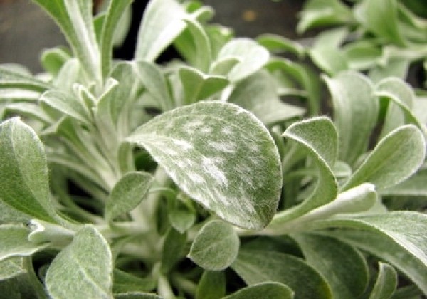 Helichrysum petiolare Moes Silver