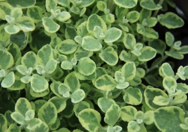 Helichrysum petiolare Variegata