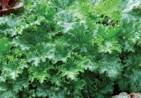 Heuchera hybrida Apple Crisp