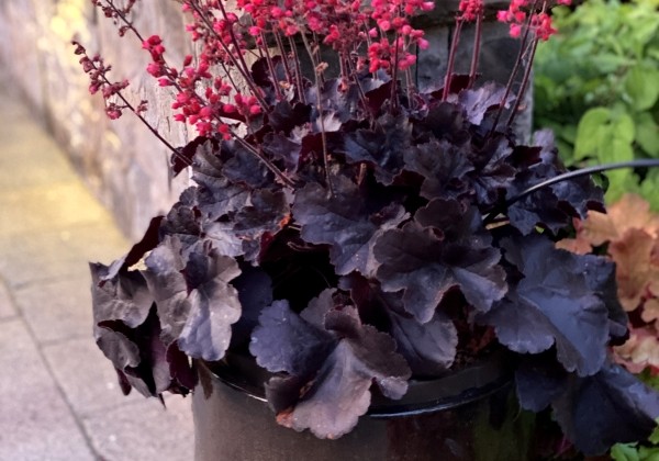 Heuchera hybrida Black Forest Cake
