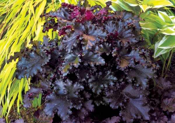Heuchera hybrida Black Taffeta