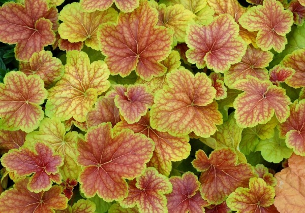Heuchera hybrida Delta Dawn