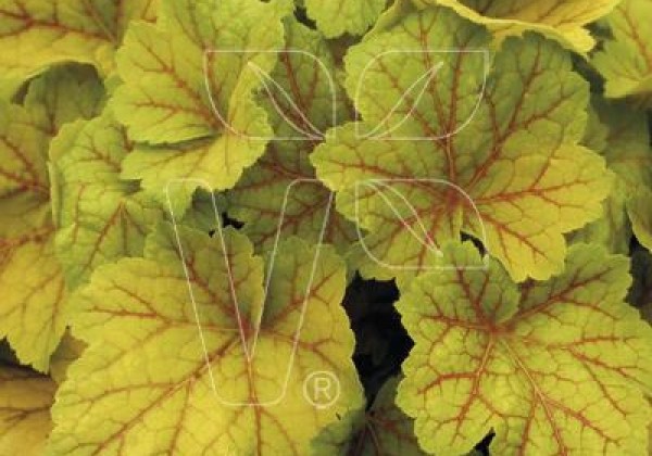 Heuchera hybrida Electra