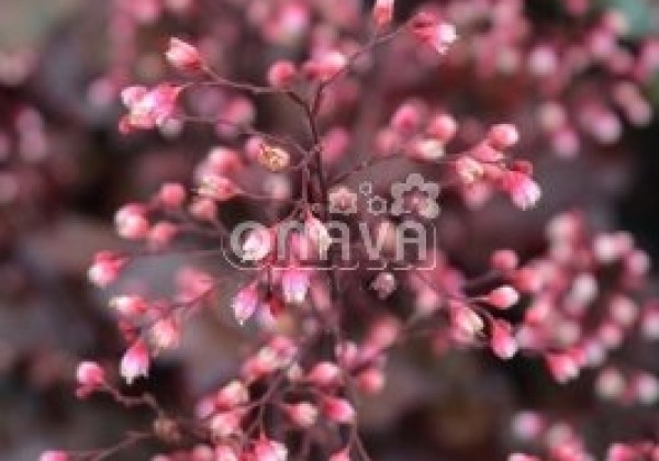 Heuchera hybrida Fire Chief