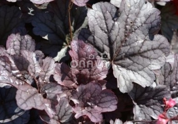 Heuchera hybrida Milan