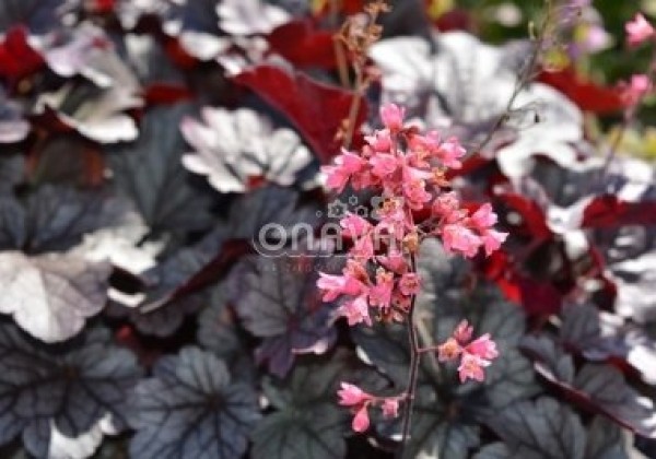 Heuchera hybrida Milan
