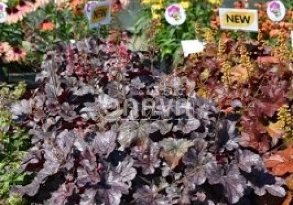 Heuchera hybrida Milan
