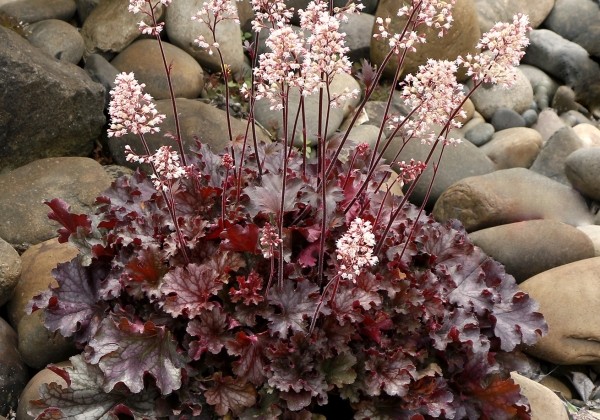 Heuchera hybrida Ruby Tuesday