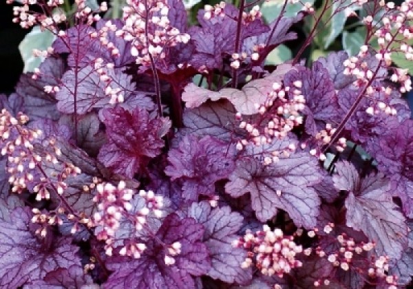 Heuchera hybrida Shanghai