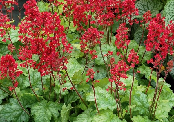 Heuchera hybrida Tokyo