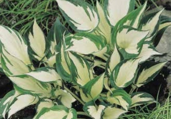 Hosta hybrida Fire and Ice