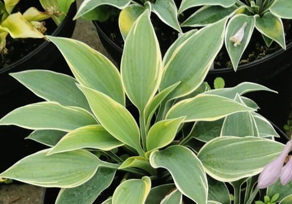 Hosta hybrida First Frost