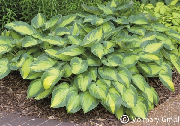 Hosta hybrida June (XXL)