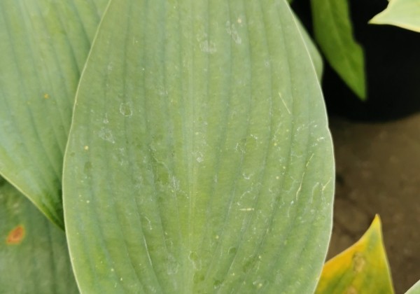 Hosta hybrida Blue Angel