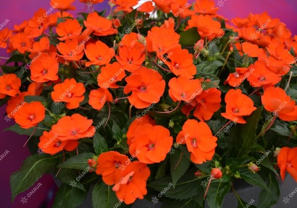 Impatiens Neu-Guinea Sunpatiens Compact Electric Orange