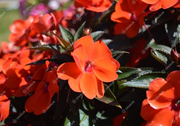 Impatiens Neu-Guinea Sunpatiens Compact Orange