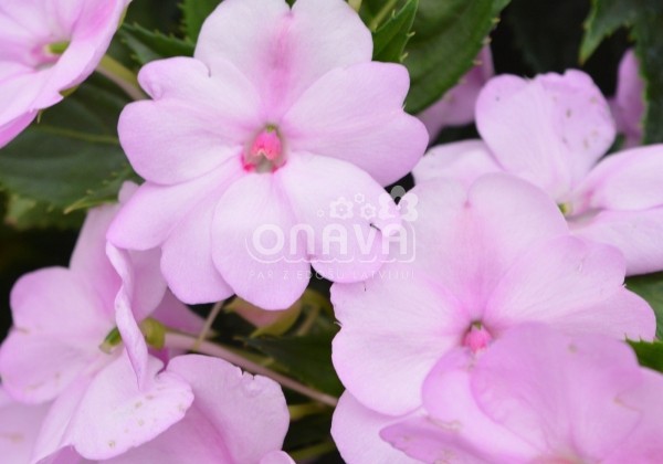 Impatiens Neu-Guinea Sunpatiens Compact Orchid Blush