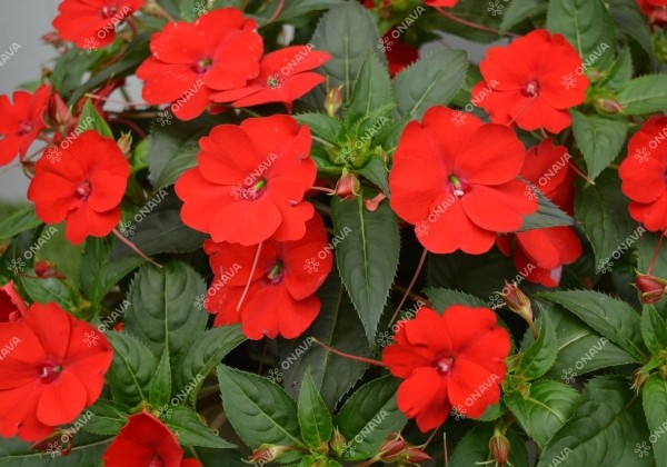 Impatiens Neu-Guinea SunPatiens Compact Red