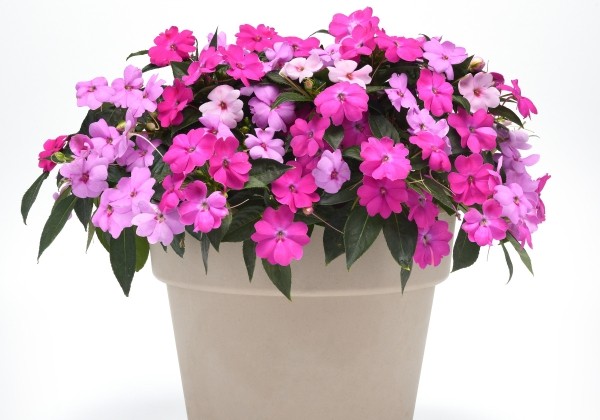 Impatiens Neu-Guinea Solarscape