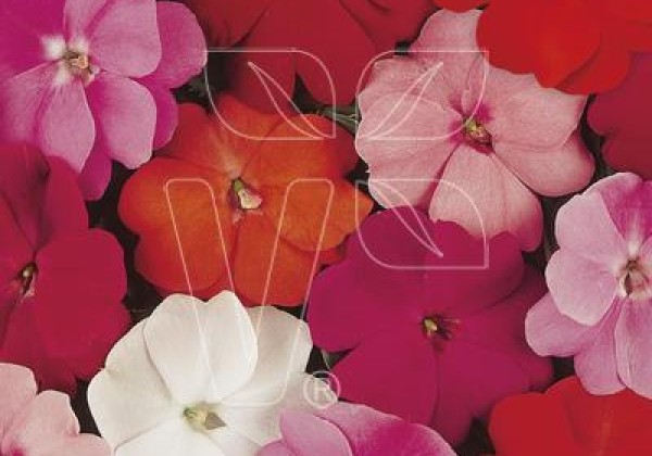 Impatiens Neu-Guinea Divaro Mix