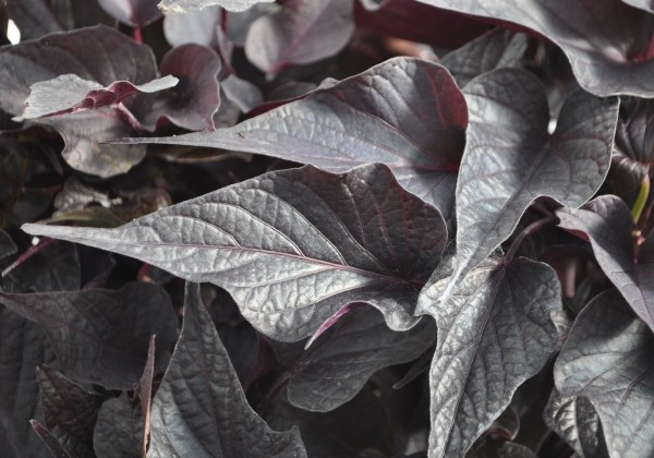 Ipomoea batatas Papas Black Maple