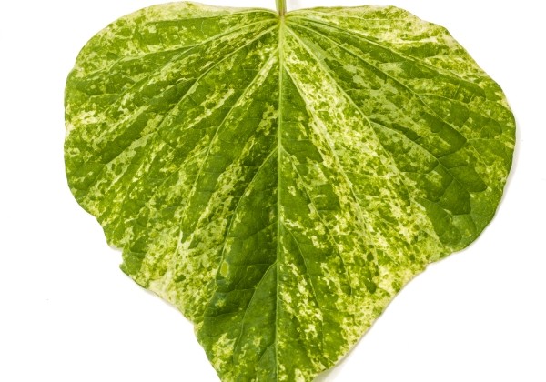 Ipomoea batatas Papas Green Splash