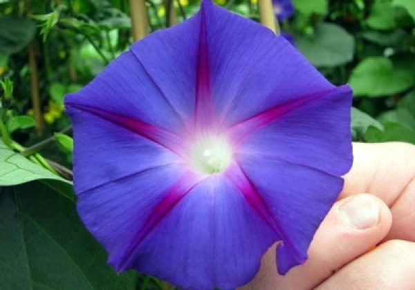 Ipomoea purpurea Grandpa Ott (XXL)