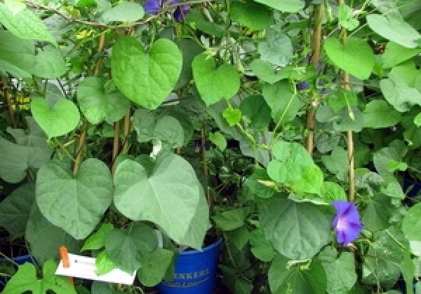 Ipomoea purpurea Grandpa Ott (XXL)
