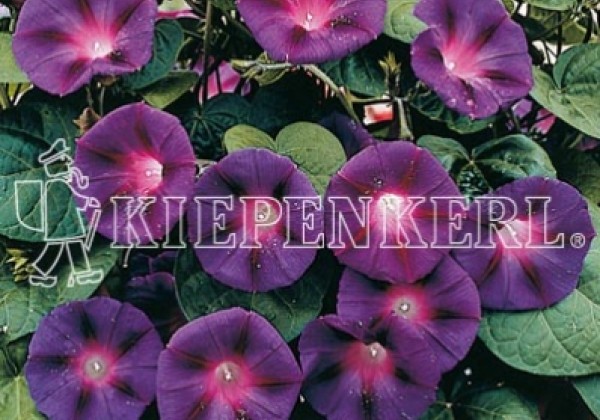 Ipomoea purpurea Grandpa Ott (XXL)