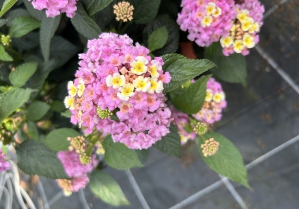 Lantana camara Evita Lemon & Pink