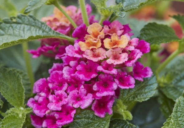Lantana camara Evita Magenta