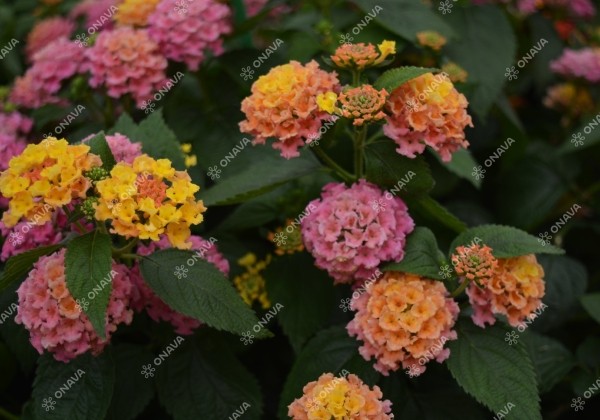 Lantana camara Evita Pink