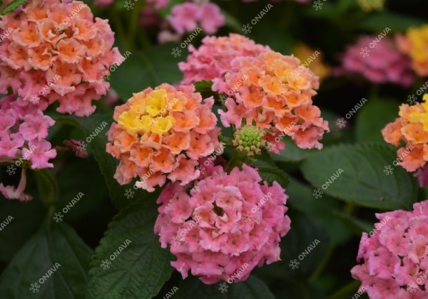 Lantana camara Evita Pink