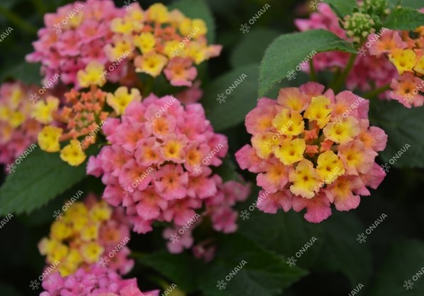 Lantana camara Evita Rose